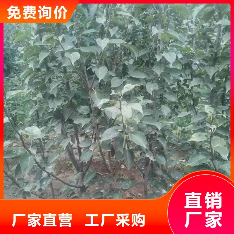 梨瑞蟠101桃樹苗好貨采購