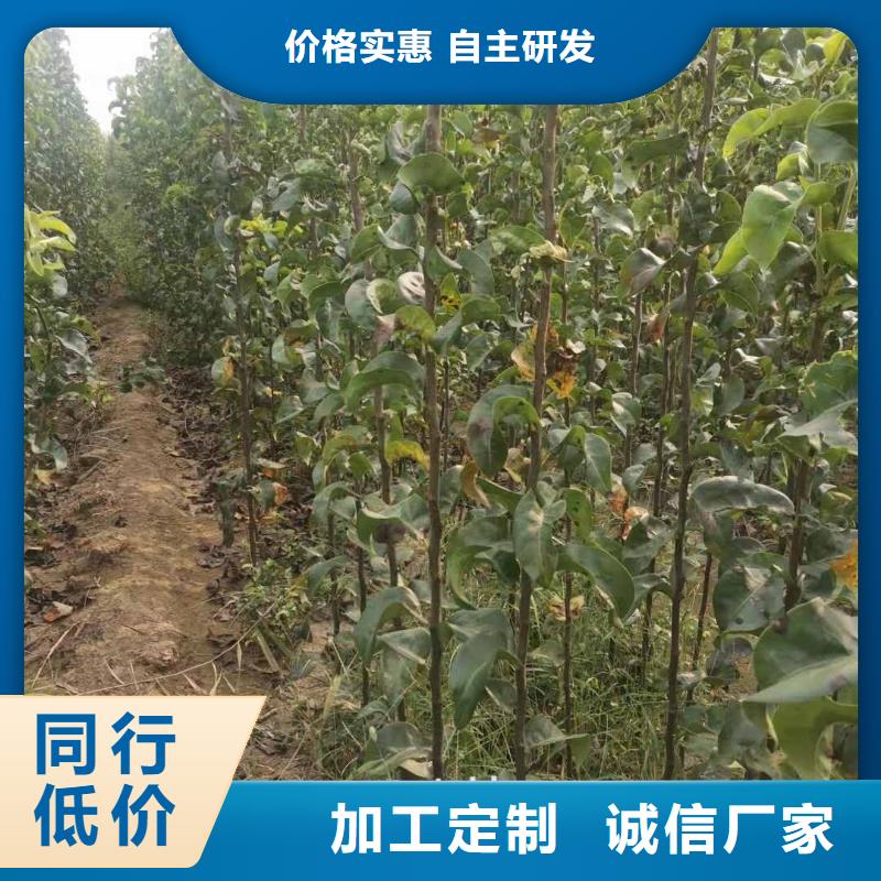梨杜梨苗廠家直銷放心