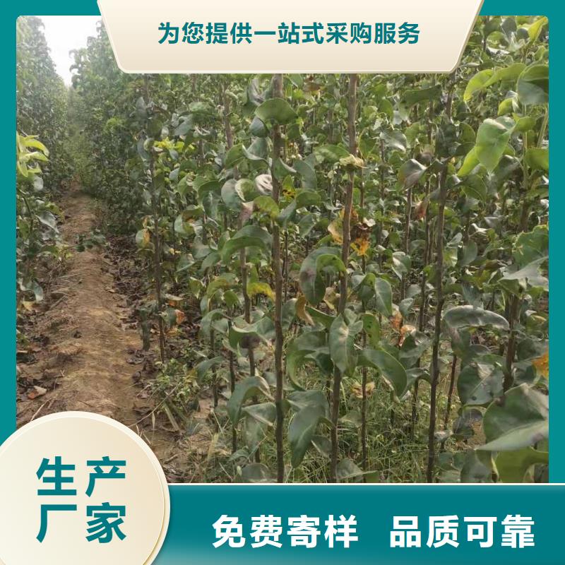 梨,秋月梨树苗货品齐全