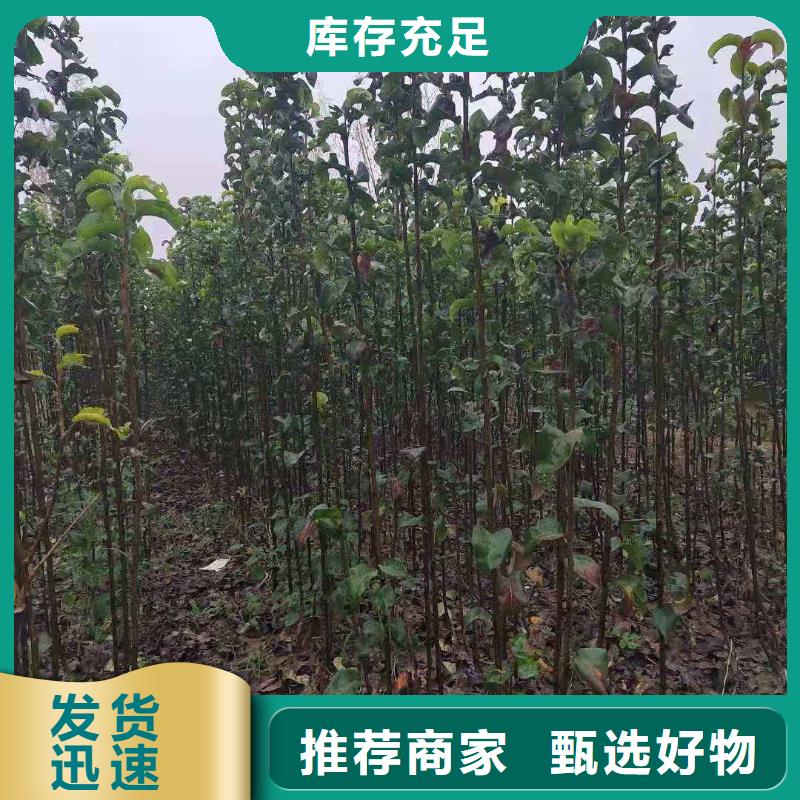 梨秋月梨樹苗多種場景適用