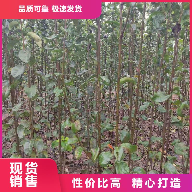 梨红香酥梨树苗严选用料