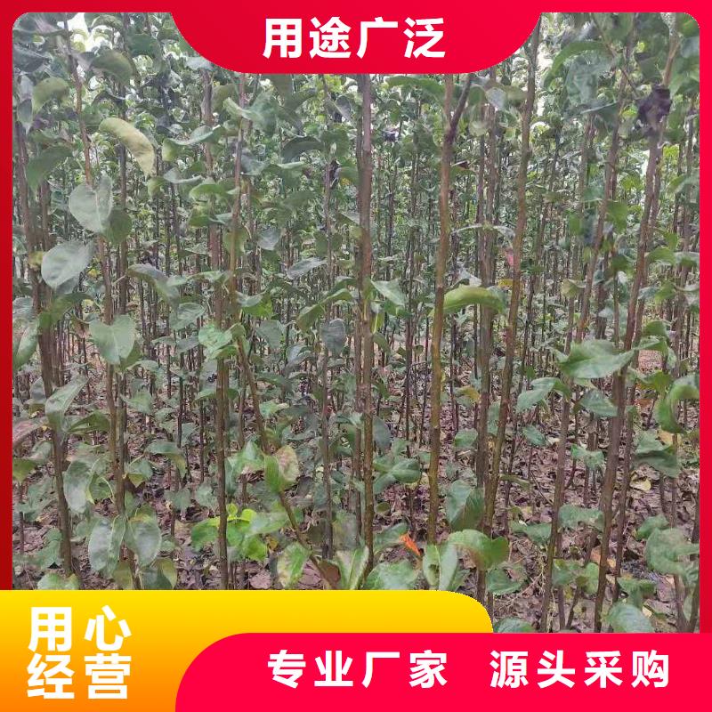 梨梨樹苗基地研發(fā)生產(chǎn)銷售