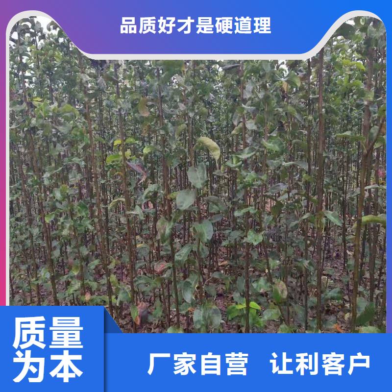 梨-十四號(hào)桃樹苗貨源足質(zhì)量好
