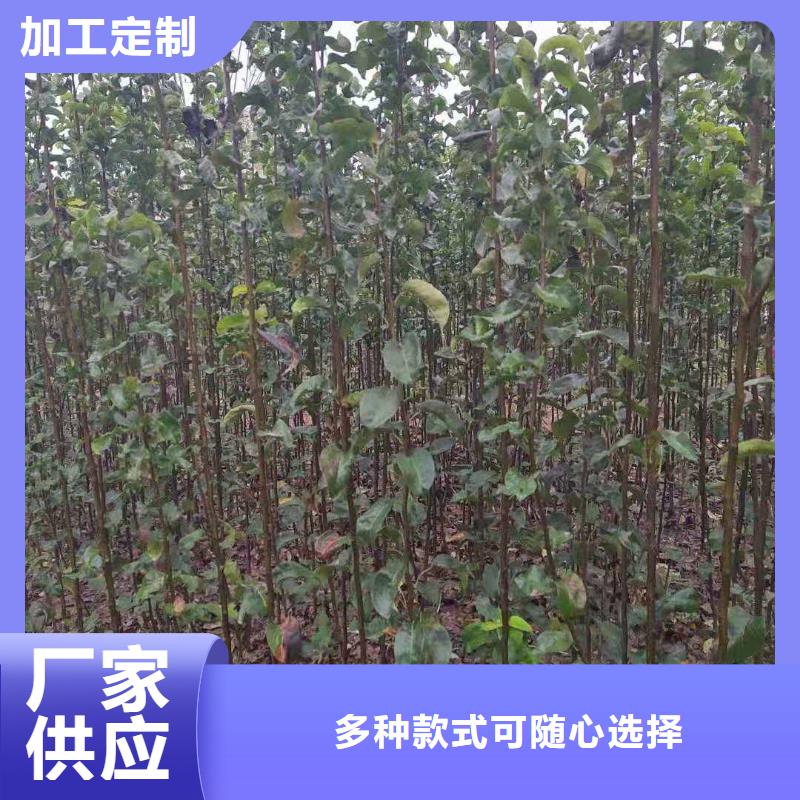 梨-海棠苗诚信经营