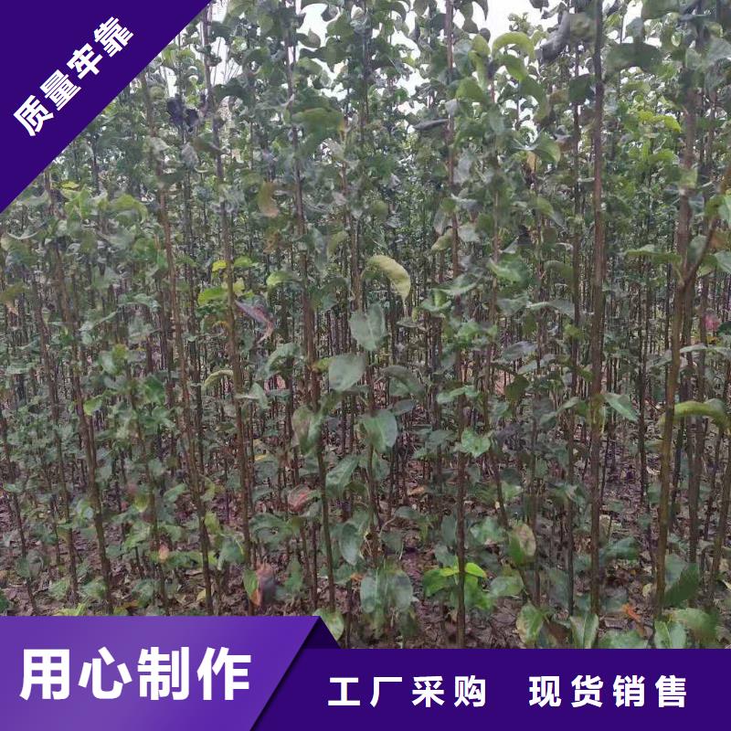 梨【黃冠梨樹苗】貨源穩(wěn)定