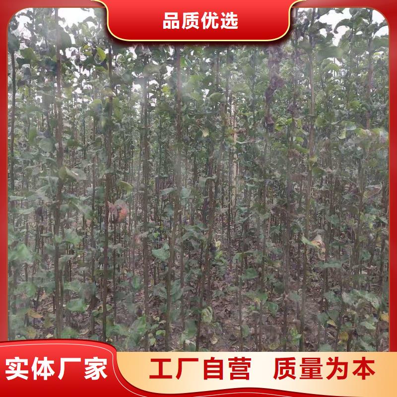 梨奥红全红梨树苗实力才是硬道理