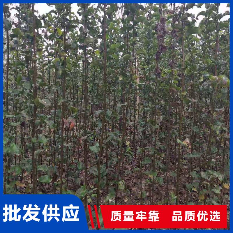 梨十四號(hào)桃樹(shù)苗廠家定制