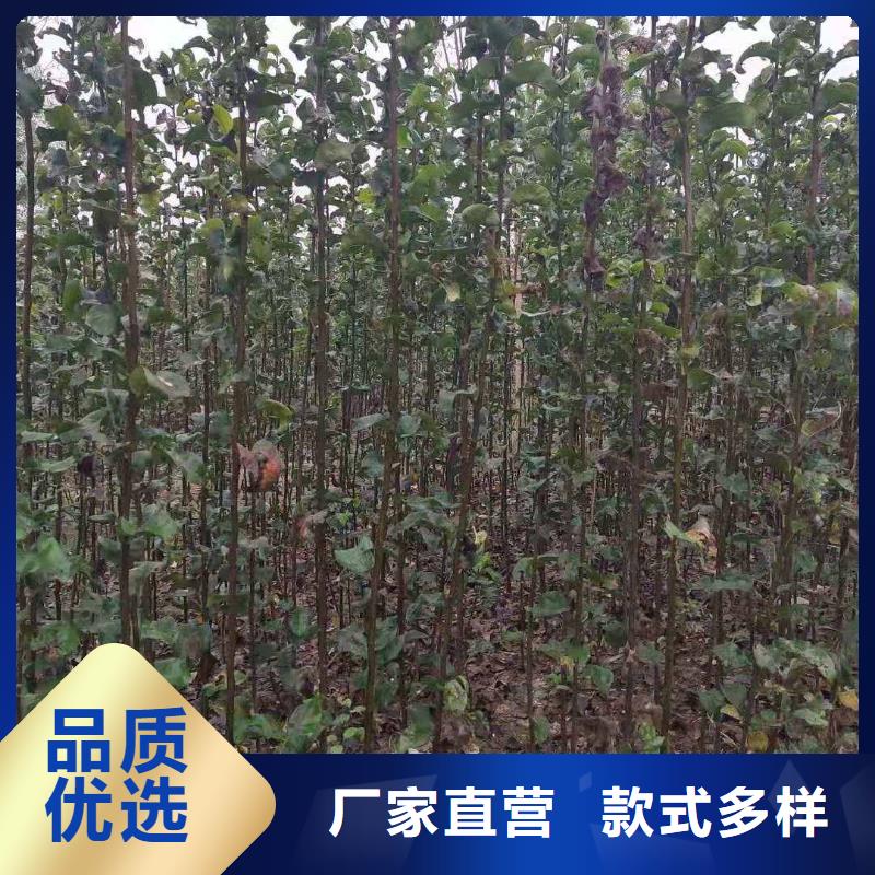 秋月梨苗批發(fā)低價(jià)