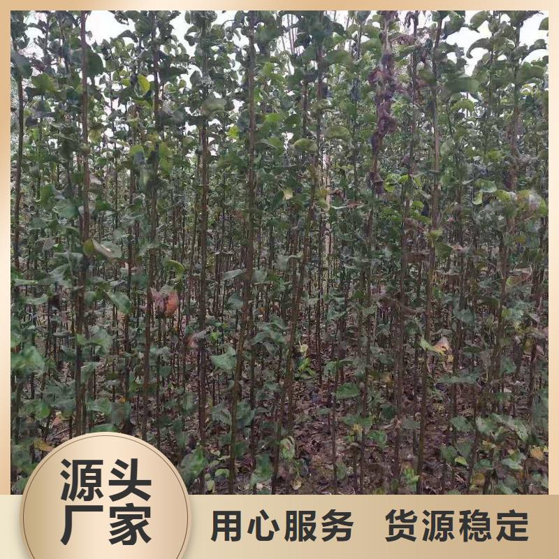梨奥红一号梨苗厂家现货批发