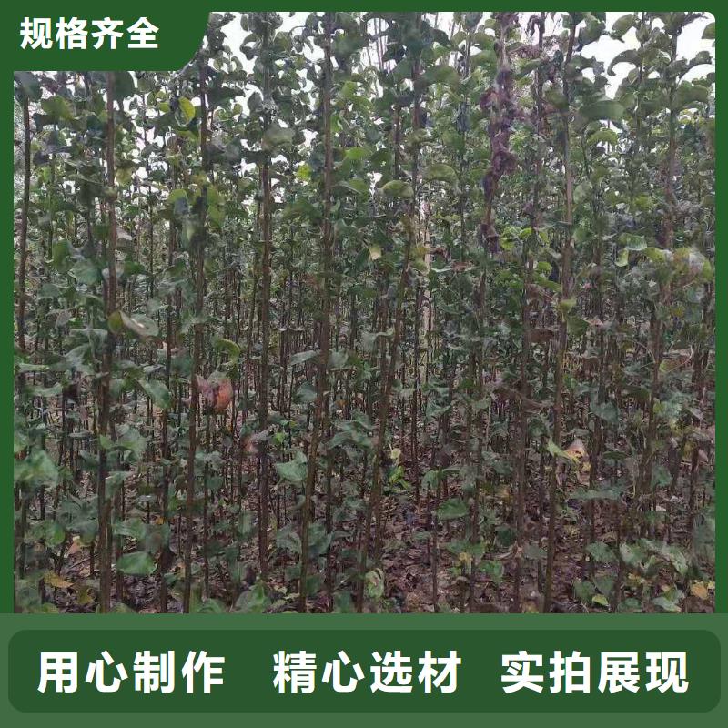 梨皇冠梨樹苗生產(chǎn)經(jīng)驗豐富