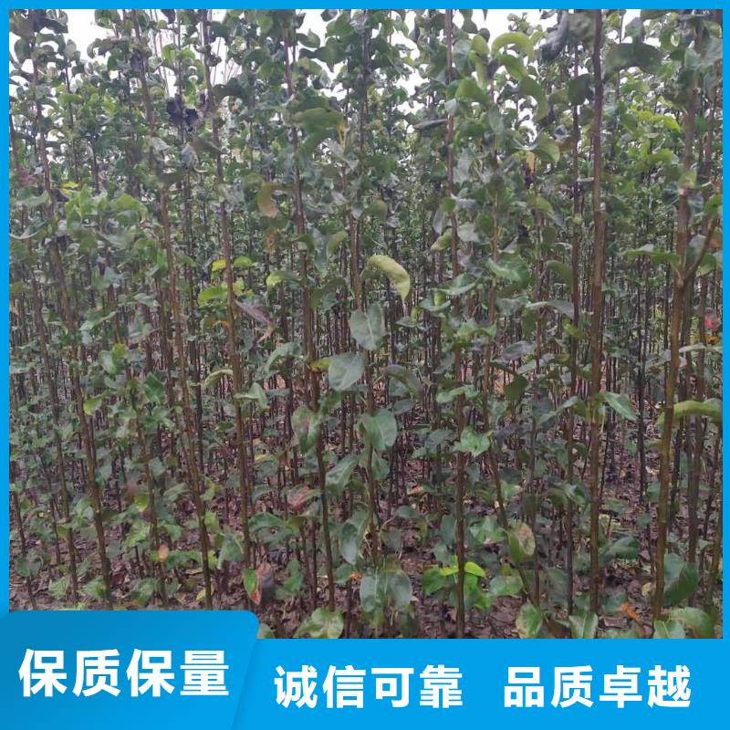 梨_新梨7號(hào)梨樹(shù)苗本地廠家值得信賴
