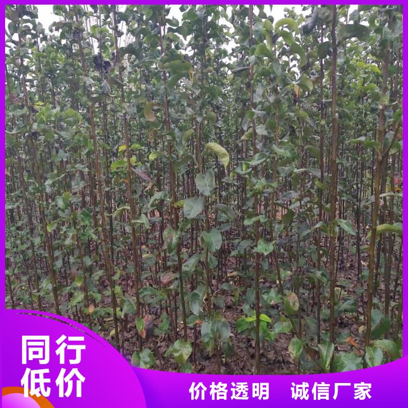 梨梨樹苗基地訂購