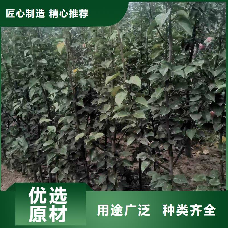 梨梨樹苗基地研發(fā)生產(chǎn)銷售