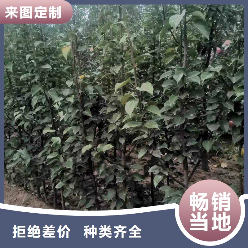 梨奥红一号梨苗多年经验值得信赖