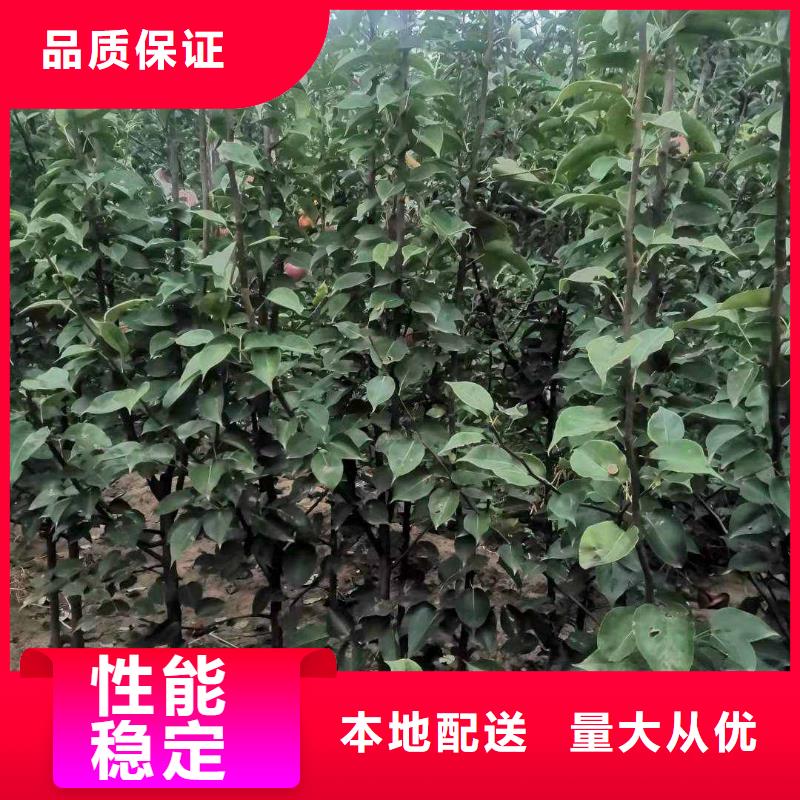 梨瑞蟠101桃樹苗好貨采購