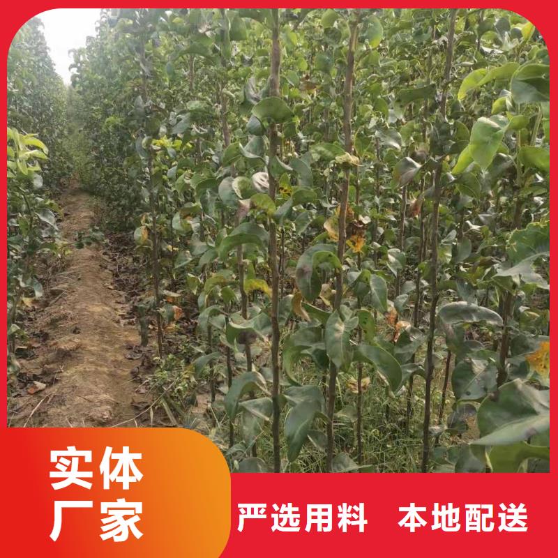 梨梨树苗基地出货及时