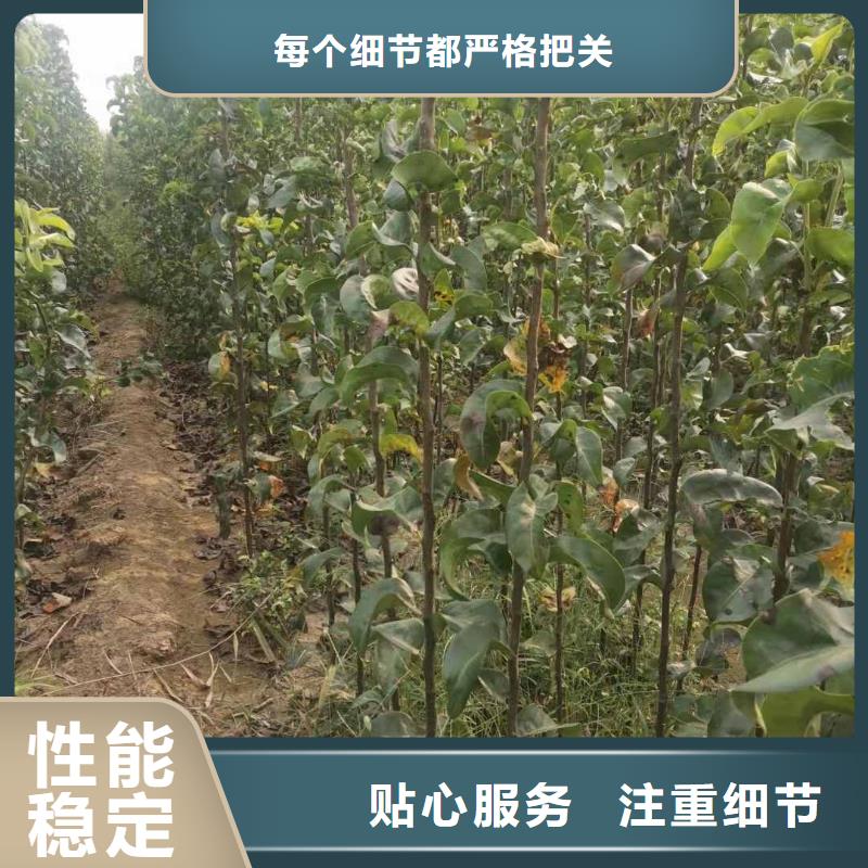 梨山桃苗欢迎来电询价