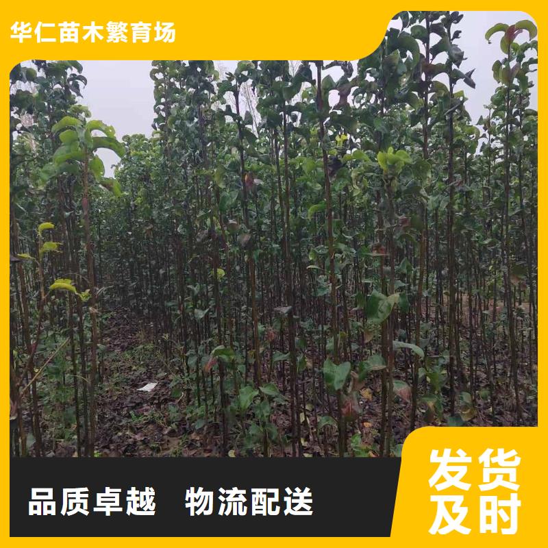梨-十四號(hào)桃樹(shù)苗貨源足質(zhì)量好