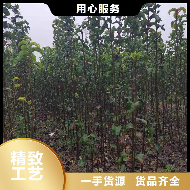 秋月梨苗種植方法