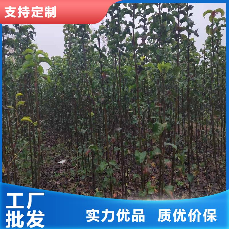 梨皇冠梨樹苗生產(chǎn)經(jīng)驗(yàn)豐富
