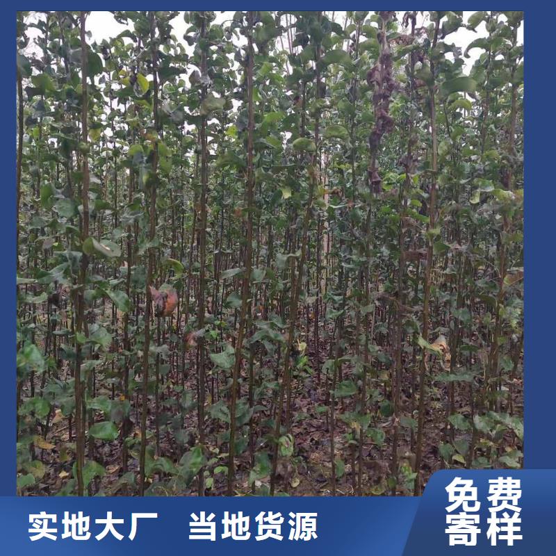 梨秋月梨树苗实力雄厚品质保障