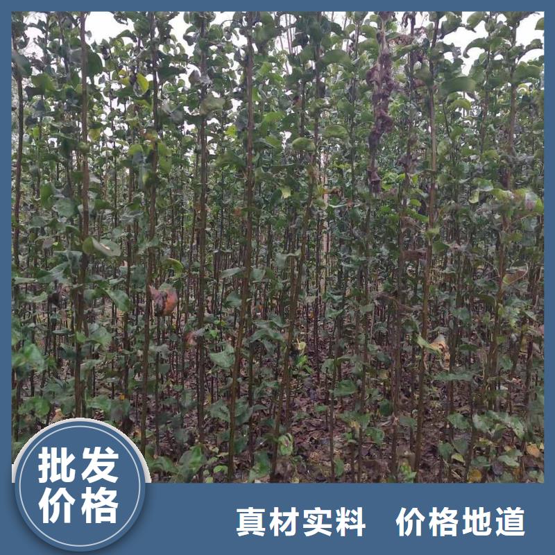 秋月梨種植苗生產(chǎn)基地