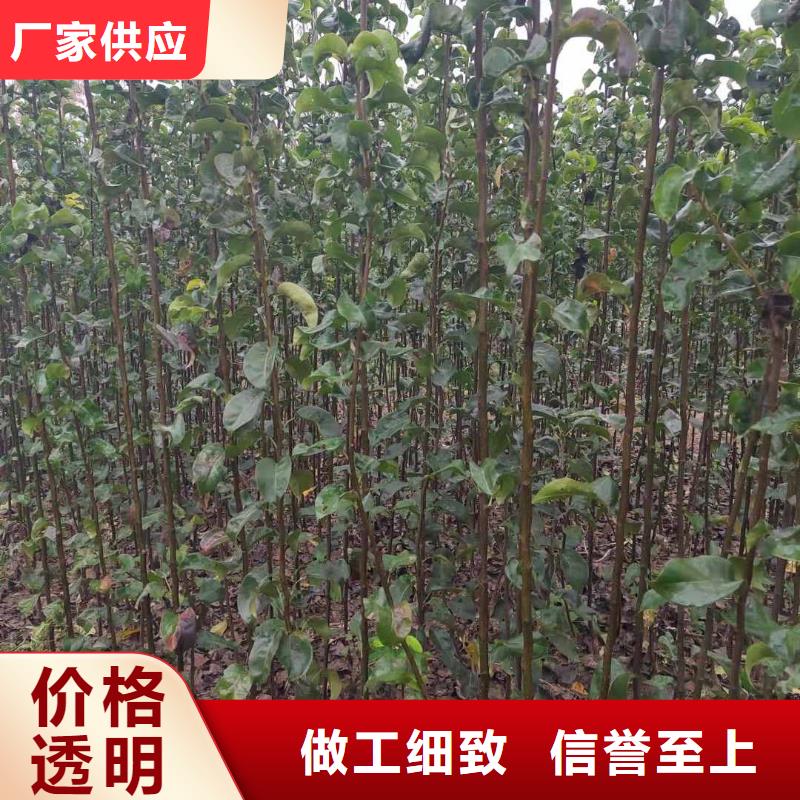 梨海棠苗品质信得过
