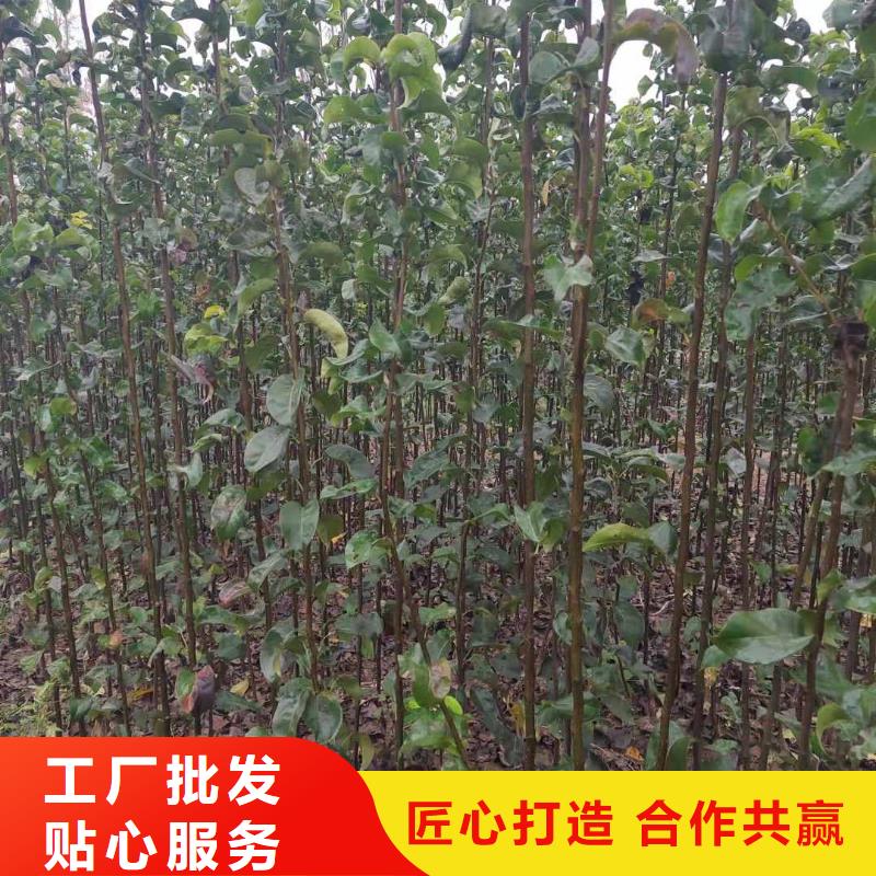 梨秋月梨樹苗多種場景適用