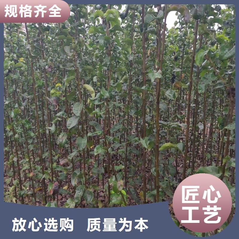 梨秋月梨树苗实力雄厚品质保障