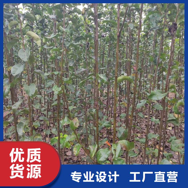 梨梨树苗基地商家