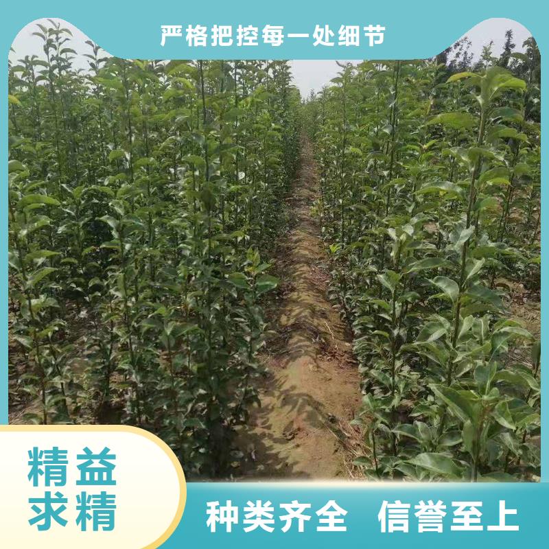 梨梨树苗基地出货及时
