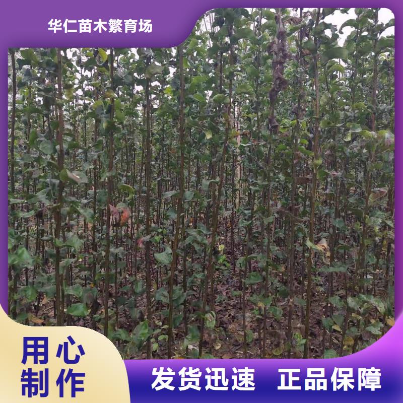 梨奥红全红梨树苗质检合格出厂