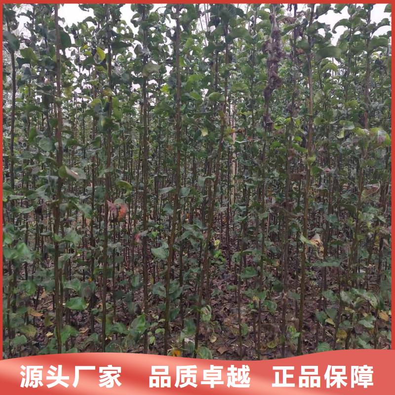 梨皇冠梨樹苗生產(chǎn)經(jīng)驗(yàn)豐富
