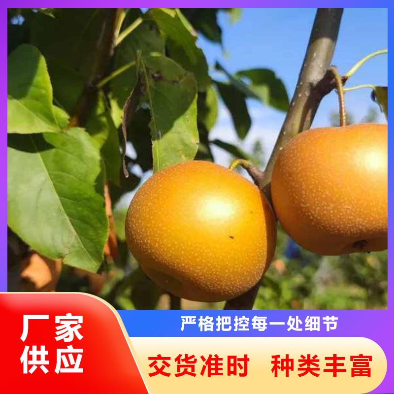 梨奧紅全紅梨樹苗誠信可靠