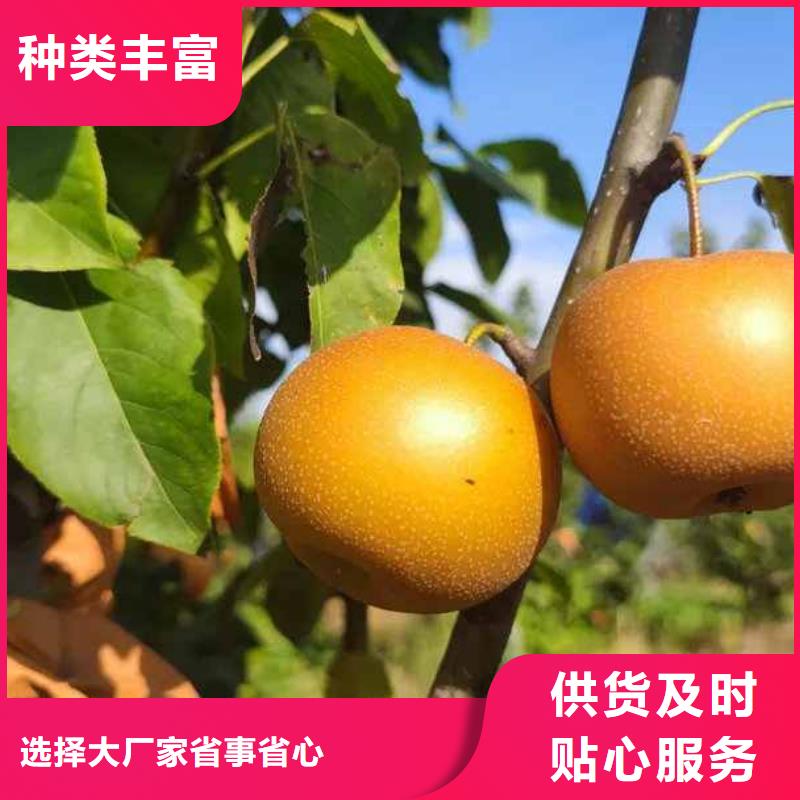 梨秋月梨樹苗誠信商家服務(wù)熱情