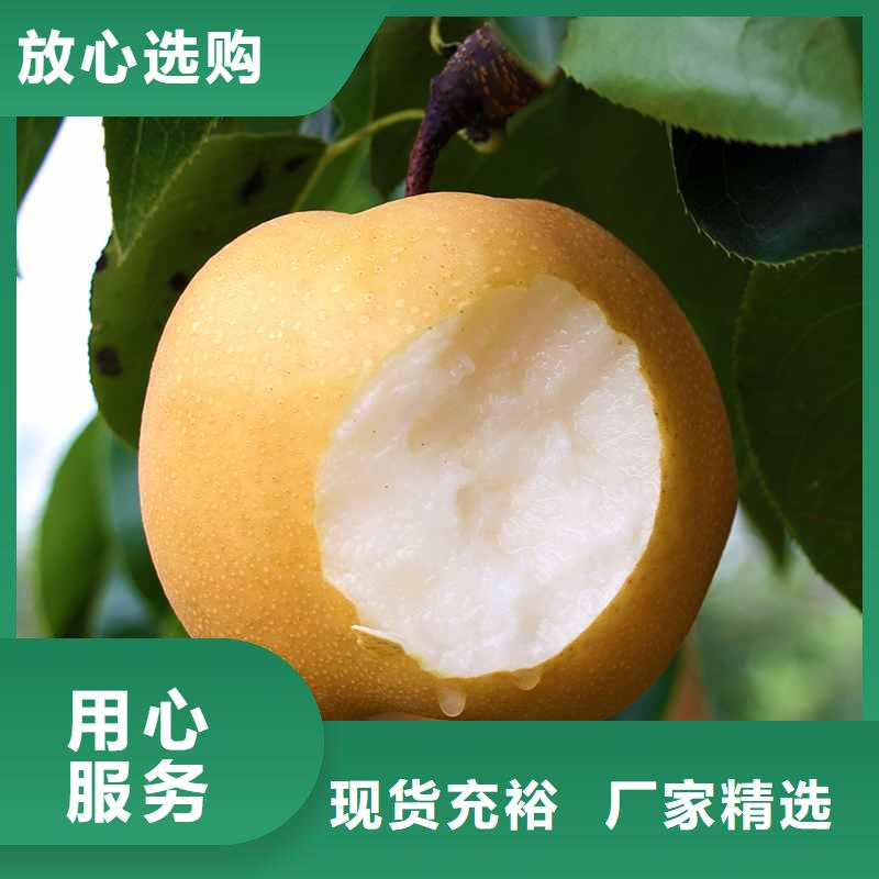 梨秋月梨樹苗閃電發(fā)貨