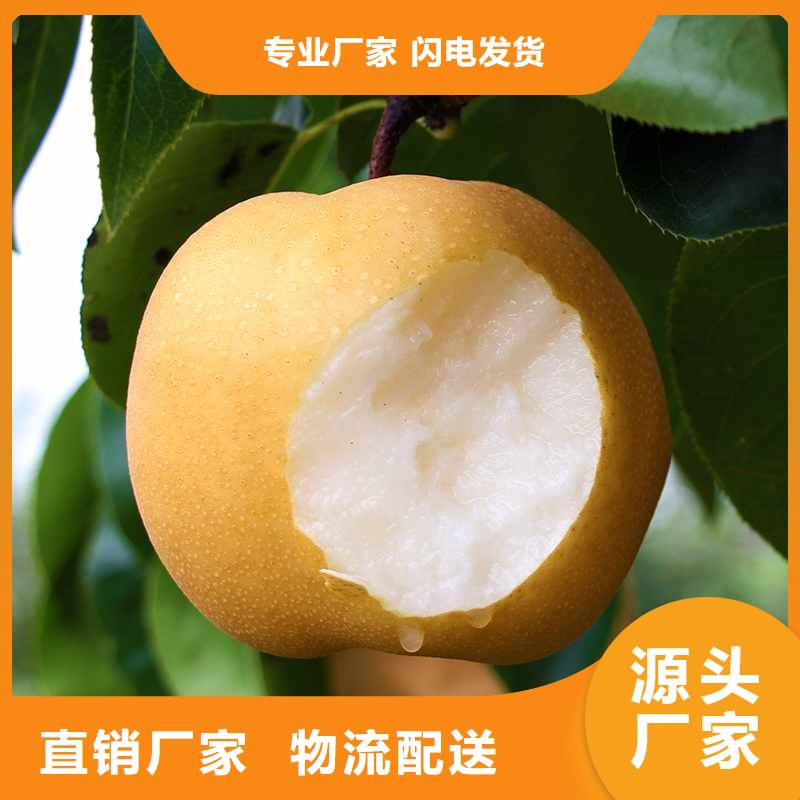 梨梨树苗基地出货及时