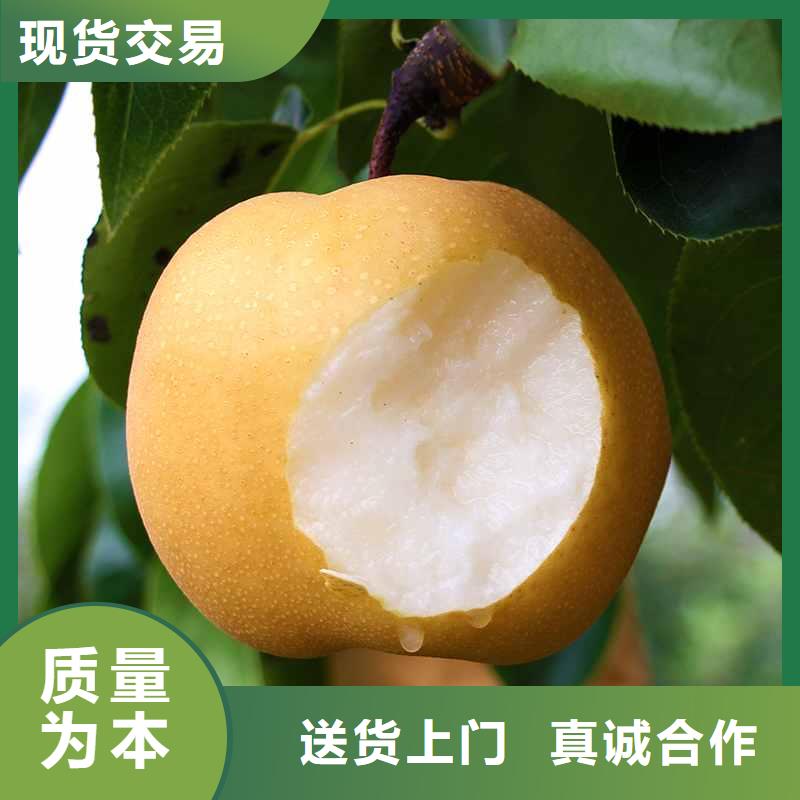 梨奧紅全紅梨樹苗支持定制貼心售后