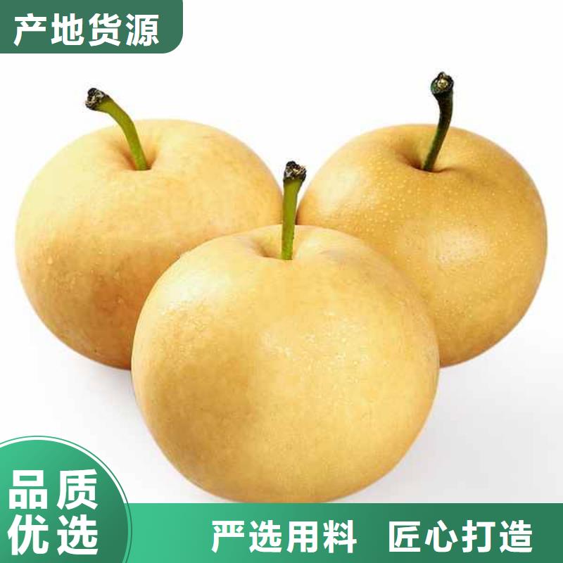 梨奥红一号梨苗多年经验值得信赖