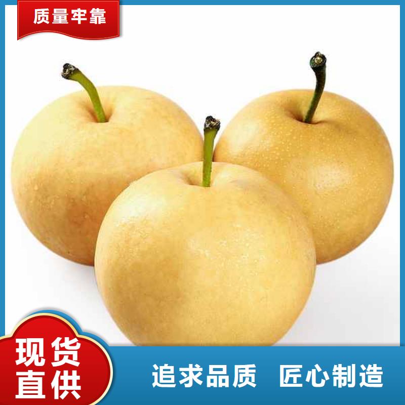 梨皇冠梨樹苗好品質(zhì)經(jīng)得住考驗