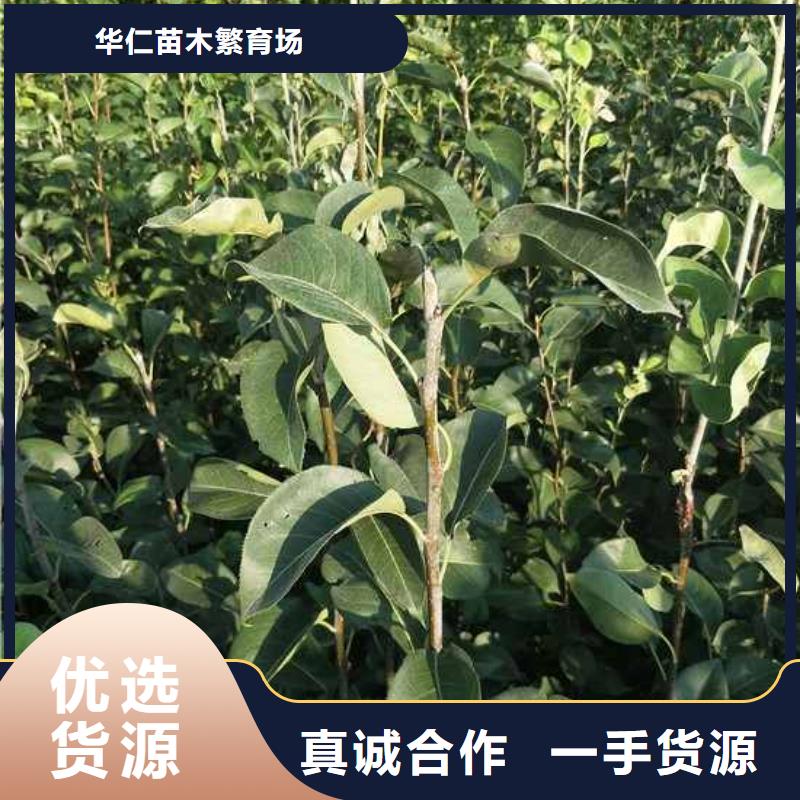秋月梨苗種植方法