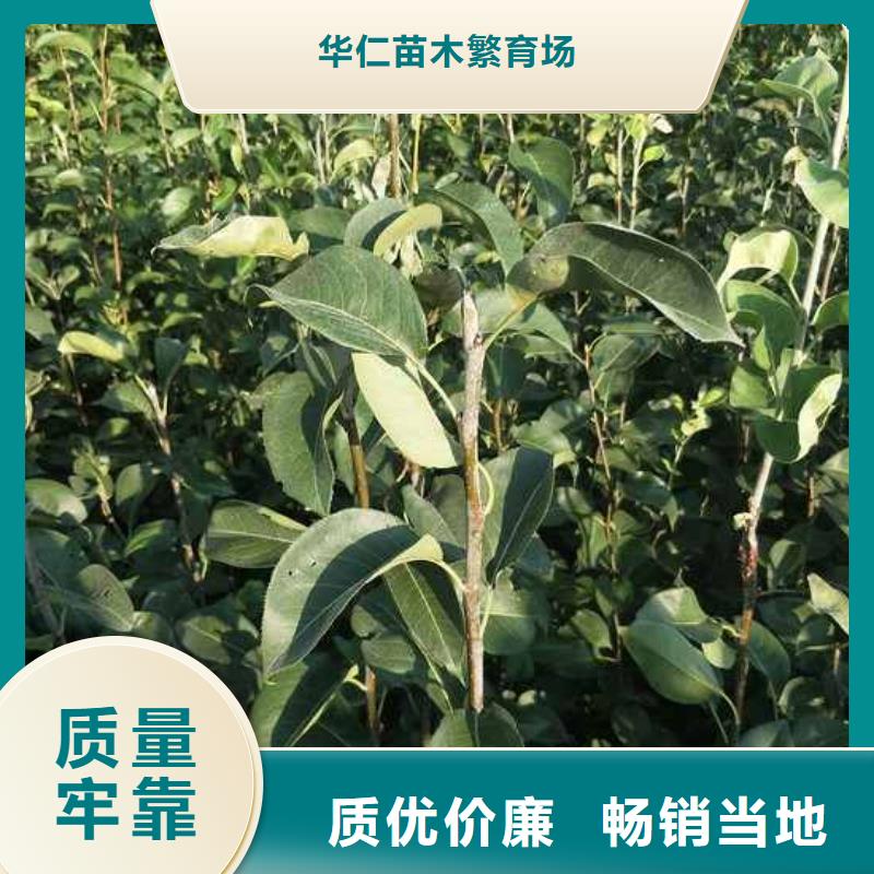 梨奥红一号梨苗厂家现货批发