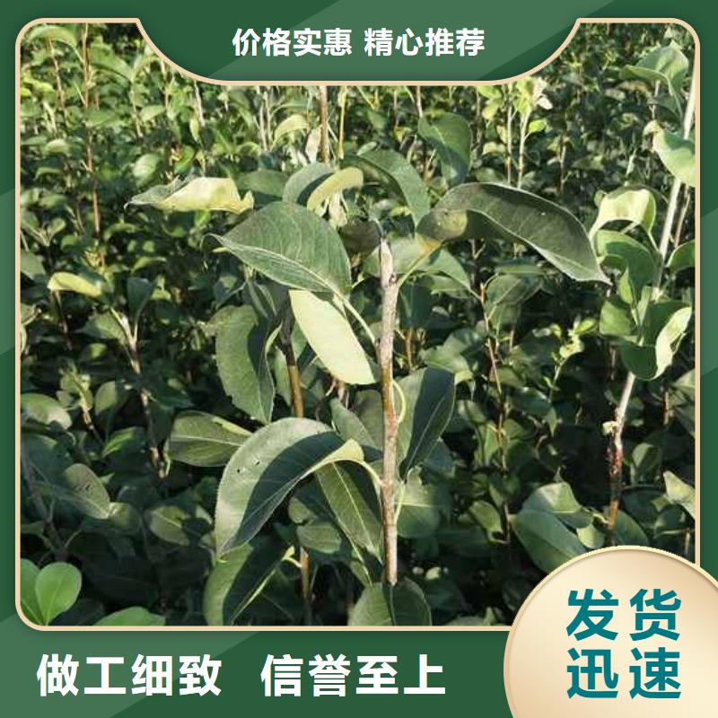 梨黄冠梨树苗用心做好每一件产品