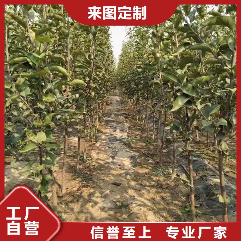 秋月梨種植苗哪里的價格低