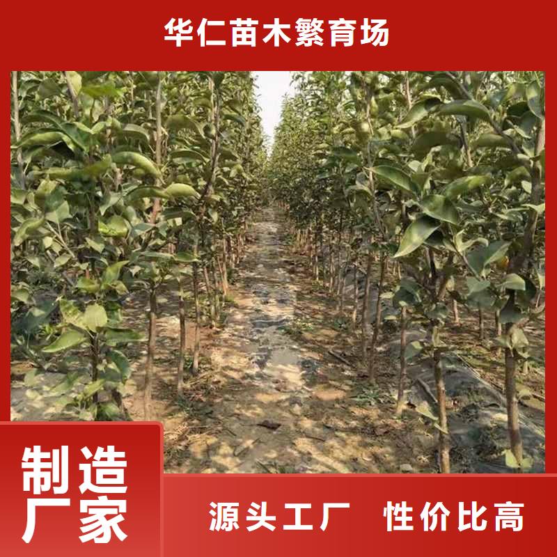 梨_新梨7號(hào)梨樹(shù)苗本地廠家值得信賴