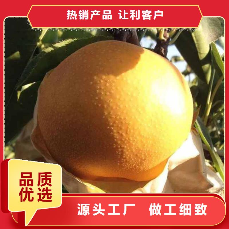 秋月梨树苗怎么卖