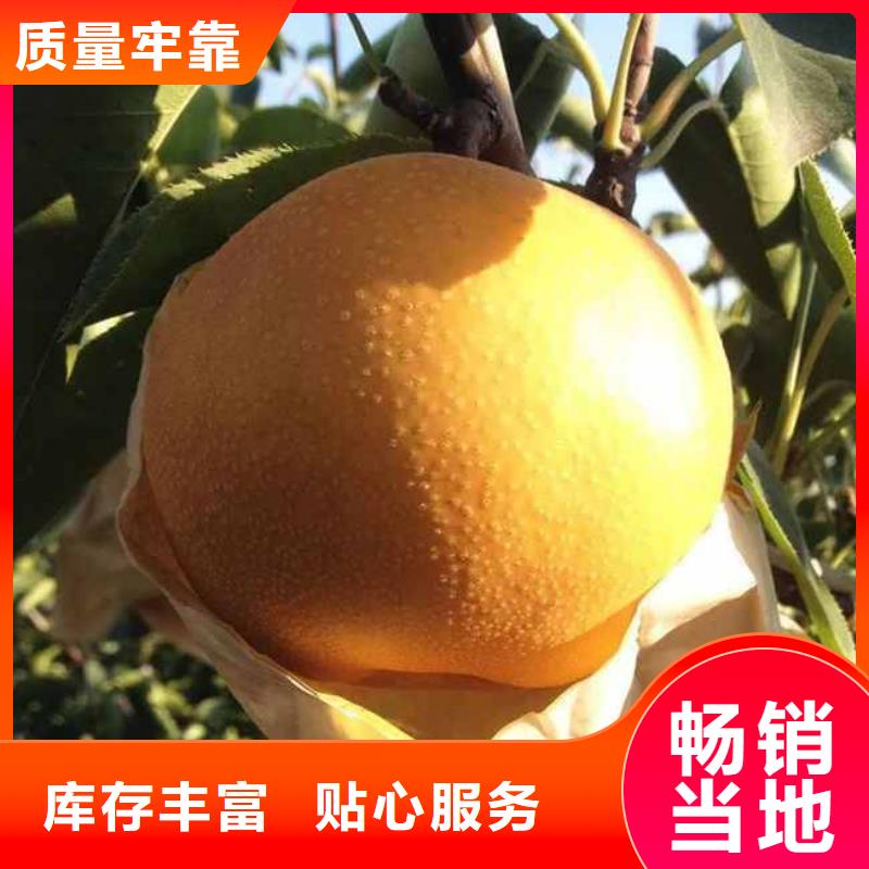 梨,奥红全红梨树苗真正的源头厂家