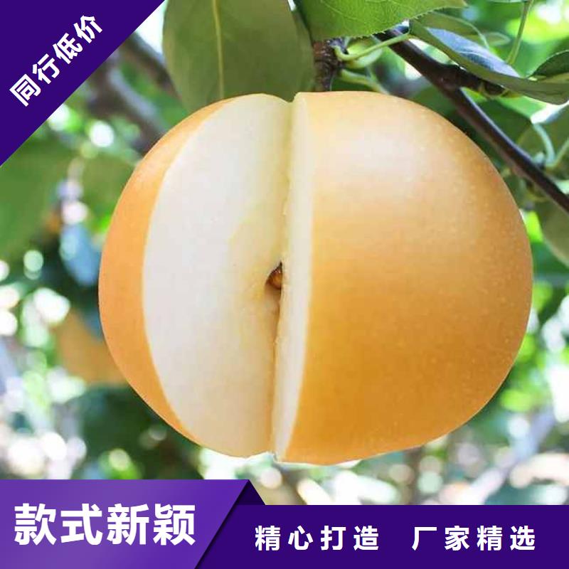 梨,杜梨苗现货直发