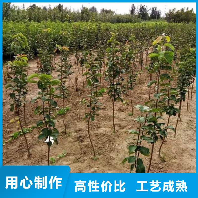 梨_新梨7號梨樹苗本地廠家值得信賴