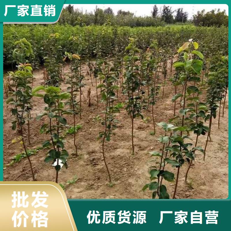 梨奥红一号梨苗厂家现货批发